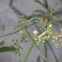 Cyphostemma setosum (Roxb.) Alston